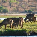 Wasserböcke an der Chobe Waterfront - Safari in Botswana
