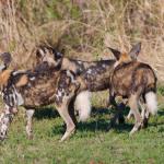 Wildhunde im Hluhluwe Imfolozi Nationalpark 
