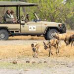 Wildhunde in der Khwai Concession - Botswanas Wasserwelten, Kalahari Calling