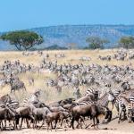 Great Migration in der Serengeti erleben