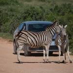 Zutrauliche Zebras im Addo Nationalpark - Selbstfahrer im Nationalpark 