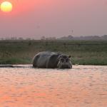 Hippos an der Chobe River Front