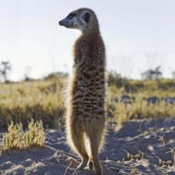 Besuch bei den Erdmännchen - Planet Baobab