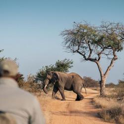 Auf Game Drive im Timbavati Game Reserve