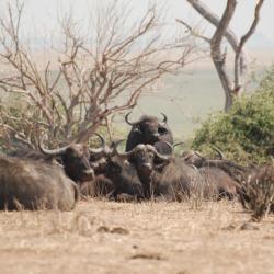Büffel Ihaha © Kalahari Calling