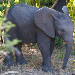 Babyelefant - Safarifahrt Tsowa Safari Island