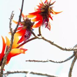 Blütenpracht im südafrikanischen Frühling