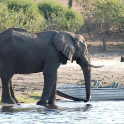 Bootstour auf dem Chobe Fluss in Kasane
