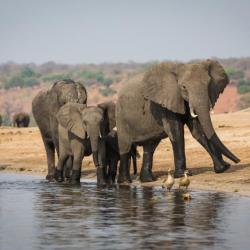Botswana Safari - Elefanten am Chobe Fluss 