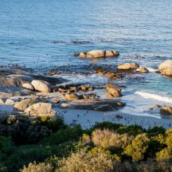 Boulders Pinguinkolonie in Simons Town 