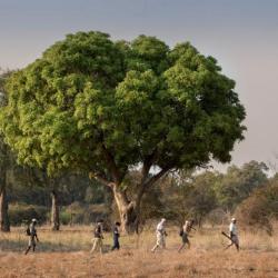 Bush Walk im Mana Pools Nationalpark 