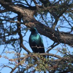 Glanzstare (Cape Glosse Starling) - Besucher auf der Campsite