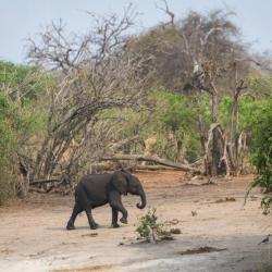 Elefant Chobe Nationalpark