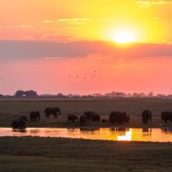 Chobe Landschaft am Fluss 