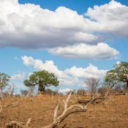 Baobabs im Chobe NP