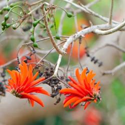 Coral Trees 