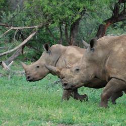 Rhinos in Krüger Nationalpark