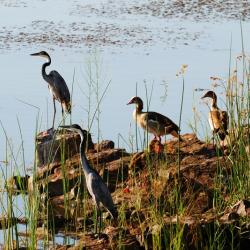 Mokolodi, Lake Gwithian, mit Kalahari Calling