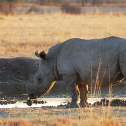 Nashorn im Khama Rhino Sanctuary - Bild von Kalahari Calling