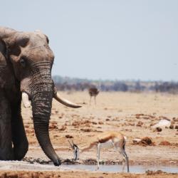 Elefant an der Nxai Pan