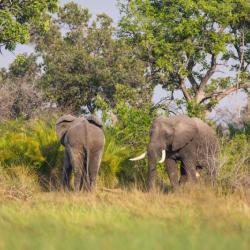 Elefanten im Okavango Delta