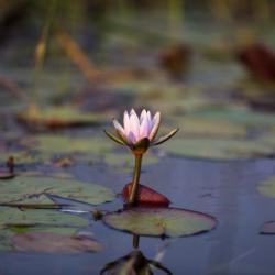 Wassserlilien im Okavango Delta