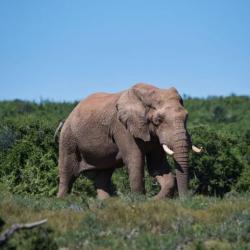 Elefant im Addo Nationalpark, Ostkap Südafrika
