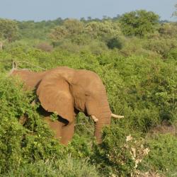 Elefant in der Pafuri Region