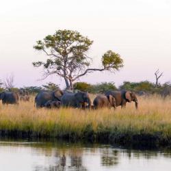 Elefanten im Bwabwata Nationalpark