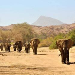 Elefanten im Damaraland in Namibia 