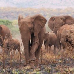 Elefanten im Manyoni Game Reserve