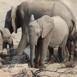 Elefanten in der Hobatere Concession