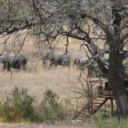 Elefanten im Camp - Selbstfahrerreise Kalahari Calling