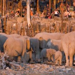 Elefanten am Wasserloch des Halali Camps im Etosha NP