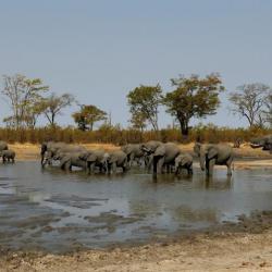 Elefanten Besuch am Wasserloch an der Ghoha Hills Savuti Lodge 