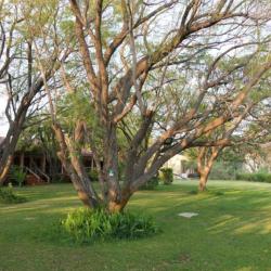 Garten der Sedia Lodge, Maun, Botswana 