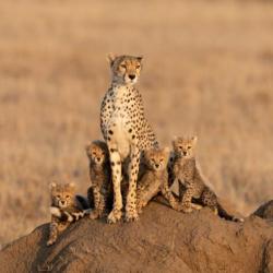 Geparden in der Serengeti