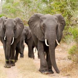 Elefanten im Tembe Elephant Park 