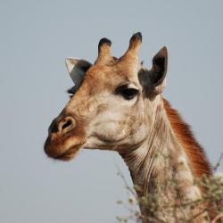 Camping Botswana - Giraffe im Moremi Game Reserve