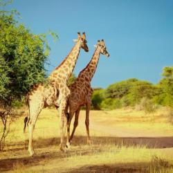 Giraffen auf Otjiwa, Namibia