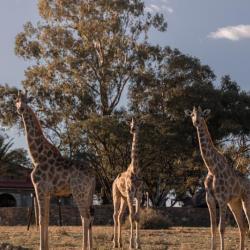 Giraffen auf Voigtland 