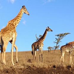 Giraffen in der Wildnis in Tansania 