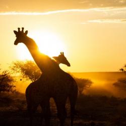 Giraffenmorgen auf Okonjima, Namibia 