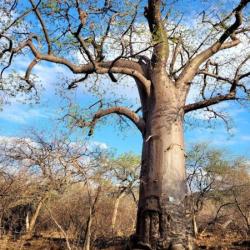 Baobab an der Goo Moremi Gorge 
