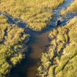 "Hippo-Highways" im Okavango Delta