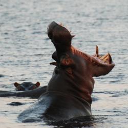 Ein Hippo verteidigt sein Revier