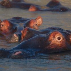 Nilpferde im Lake St. Lucia