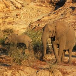 Elefanten im Tuli Gebiet 