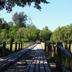 Knüppelbrücke im Moremi Game Reserve