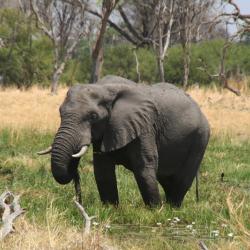 Elephant im Okavango Delta, Bootstour Kalahari Calling
